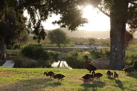 Garden, Animals