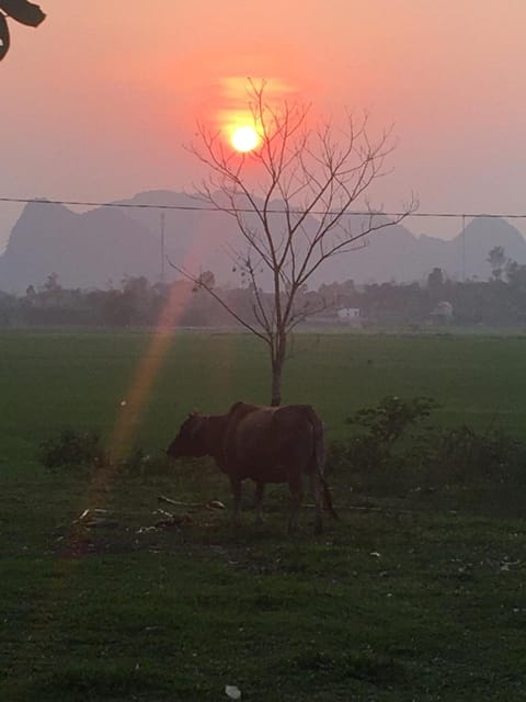 Natural landscape, Animals, Sunset