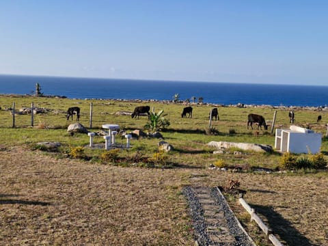 Day, Natural landscape, Animals, Sea view