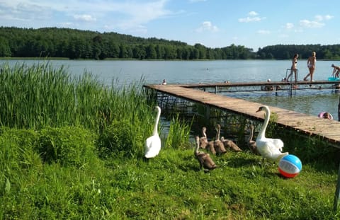 Koci Grzbiet Agroturystyka Farm Stay in Greater Poland Voivodeship