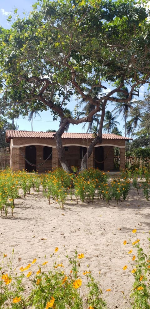 Patio, Garden