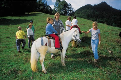 Day, People, Horse-riding, Animals, children, group of guests