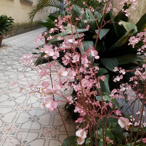 Patio, Garden, Garden view