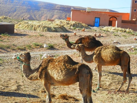 Dar Soufian Riad in Souss-Massa