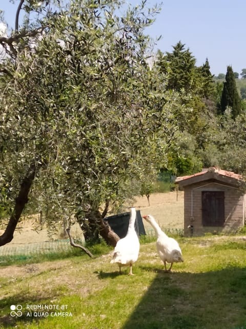 Azienda Agrituristica Il Moraiolo Farm Stay in Foligno