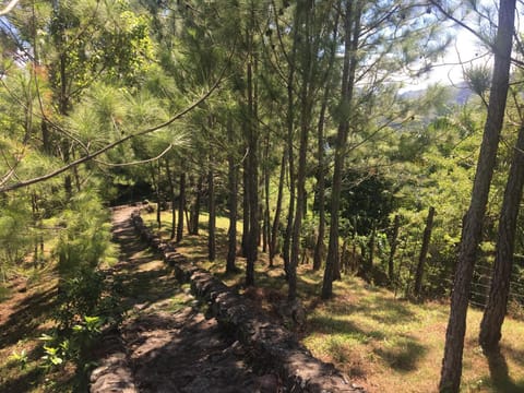 Natural landscape, Hiking, Garden view