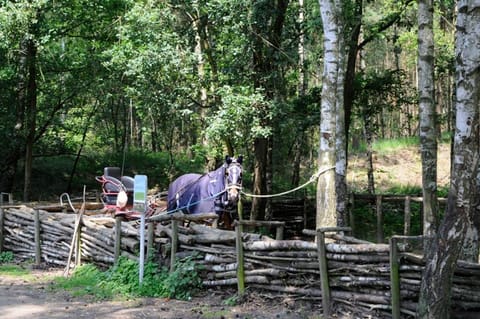 Vakantiewoning Zavelbos Maison in Dilsen-Stokkem