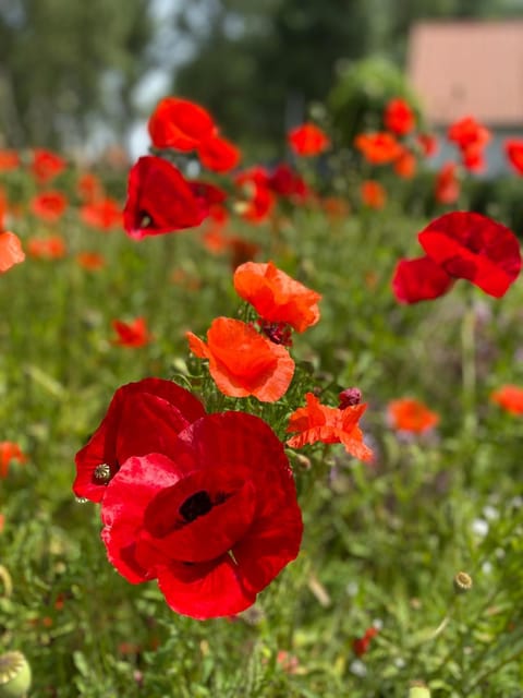 Spring, Day, Garden, Garden view