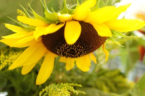 Garden, Decorative detail