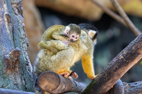 Les Hameaux de Beauval Apartment hotel in Centre-Val de Loire