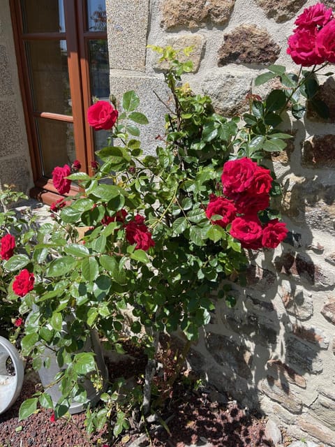 Garden, Garden, Garden view, Garden view, Garden view