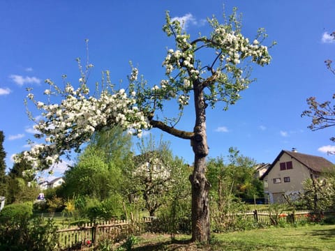 Garden, Garden view