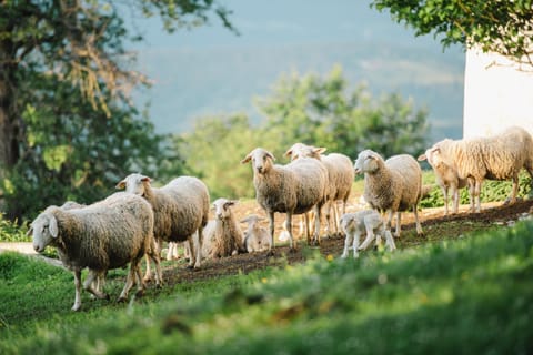 Spring, Day, Natural landscape, Animals