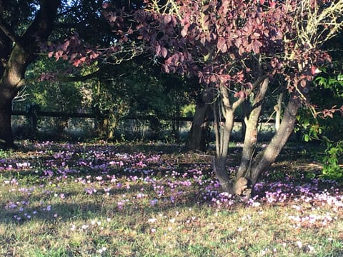 Garden, Autumn