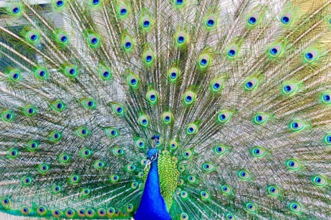 Casa Limonaia a Perugia Apartment in Perugia