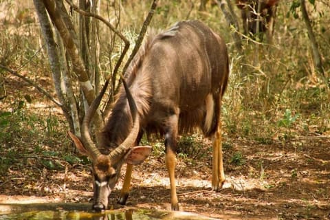 Natural landscape, Animals