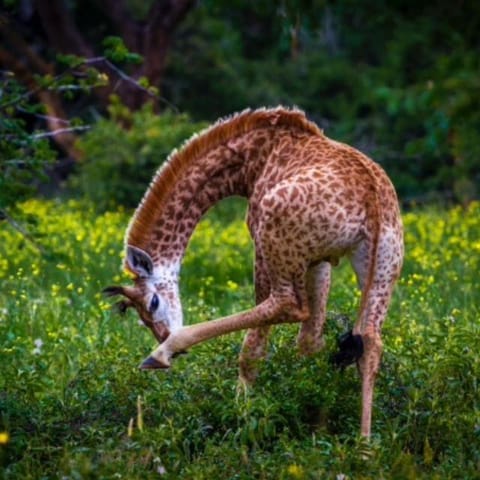 Animals, On site