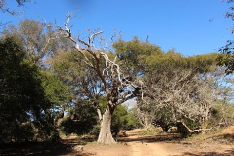 Hideaways Lazuli Bush Lodge, Hluhluwe Bed and Breakfast in KwaZulu-Natal