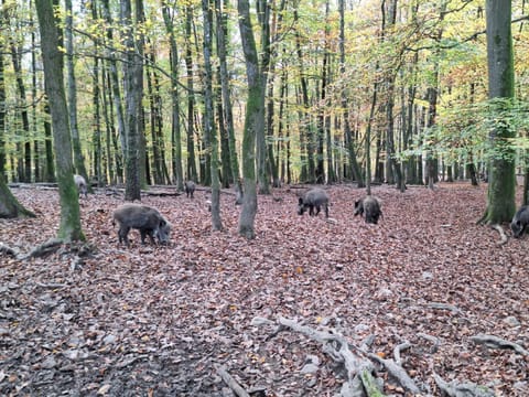 Natural landscape, Animals