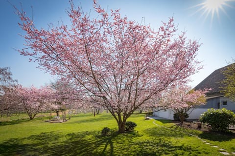 Hotel Gästehaus Zürn Bed and Breakfast in Lindau