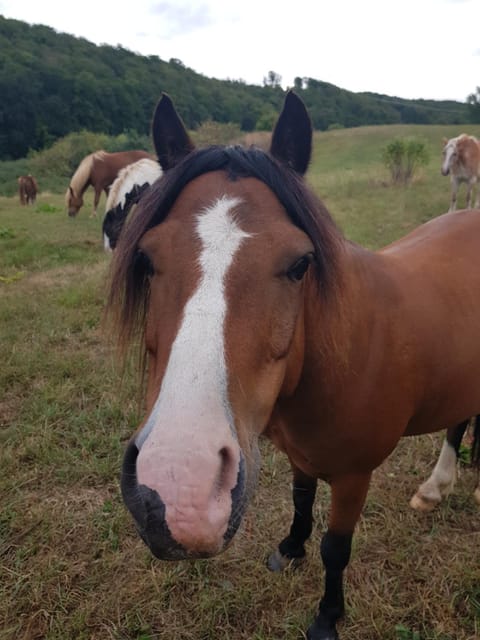 Horse-riding, Animals