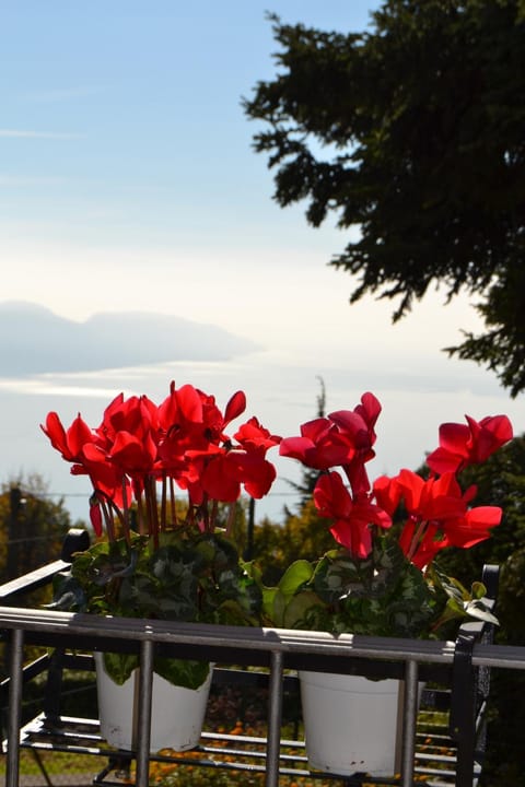 Appartmento Belvedere Apartment in Tignale