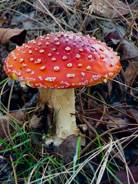 Het Natuurhuisje op de Veluwe House in Flevoland, Netherlands