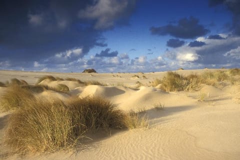 Ara Dune Hotel Hotel in De Panne