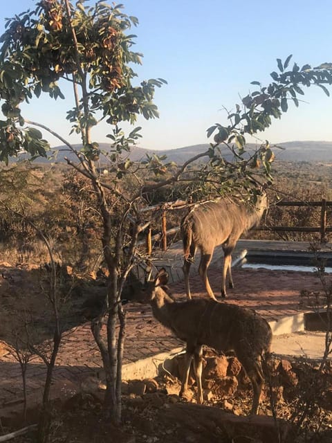 Lodge Twentyfour Mabalingwe Nature Reserve House in North West, South Africa