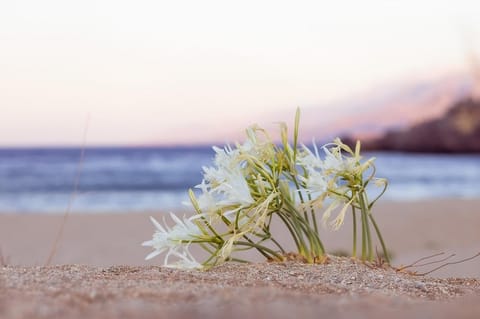 Natural landscape, Beach, Sea view