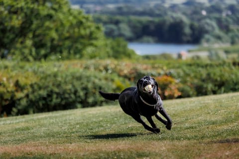 Day, Garden, Pets, Lake view