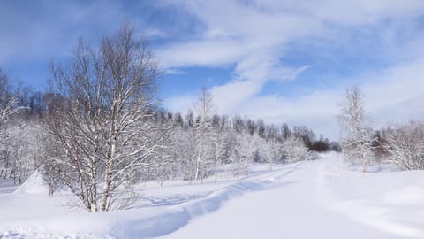 Wild Caribou's Wildwood Cabin Nature lodge in Lapland