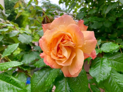 STATUS Apartments Apartment in Carinthia, Austria