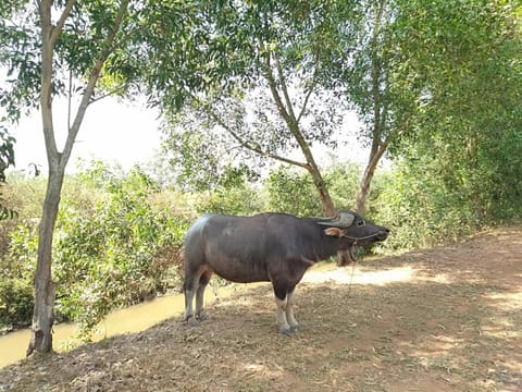 Cu Chi Boutique Farmstay Vacation rental in Ho Chi Minh City