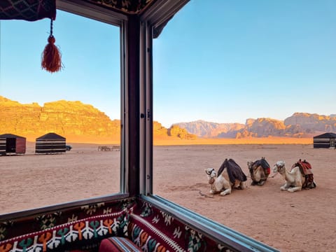 Star City Camp wadirum Hostel in Israel