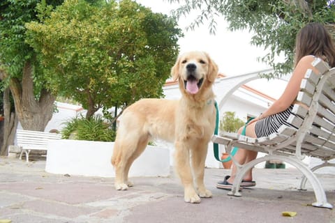 Patio, Pets, Family