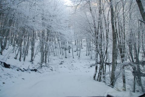 Natural landscape, Winter