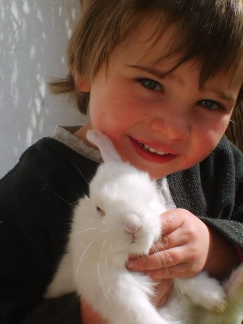 Children play ground, Animals, Pets