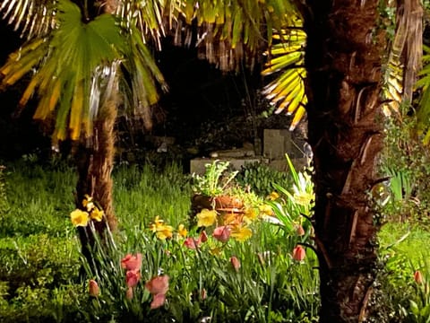 Night, Garden