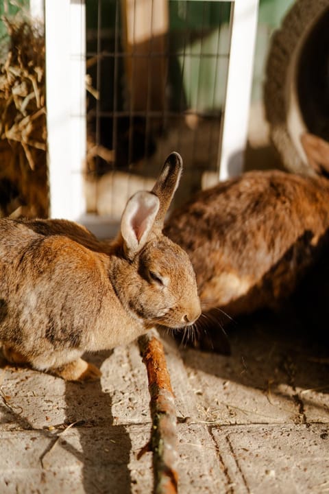 Achter de Höf Whg 5 House in Ostholstein