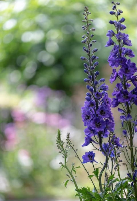 Beeltjens B&B: Wolf&Belle Bed and Breakfast in Flanders