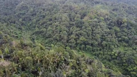 Bali mountain forest cabin Capanno nella natura in East Selemadeg