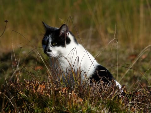 Öderbauer-Hof Farm Stay in Berchtesgadener Land