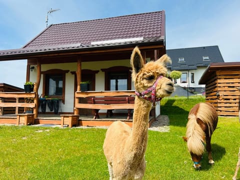 Domki Eden Kaszuby balia sauna alpaki mini zoo House in Pomeranian Voivodeship