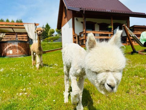 Domki Eden Kaszuby balia sauna alpaki mini zoo House in Pomeranian Voivodeship