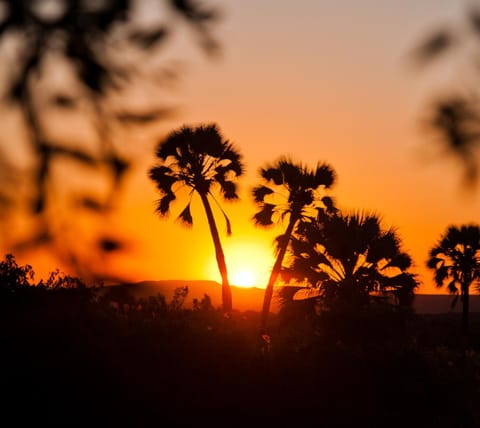 Garden view, Sunset