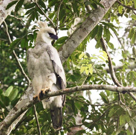 View (from property/room), Animals