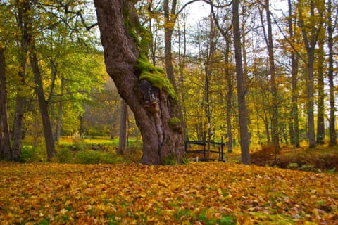 Neighbourhood, Natural landscape