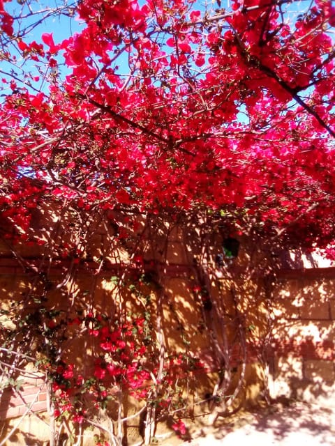 Garden, Decorative detail