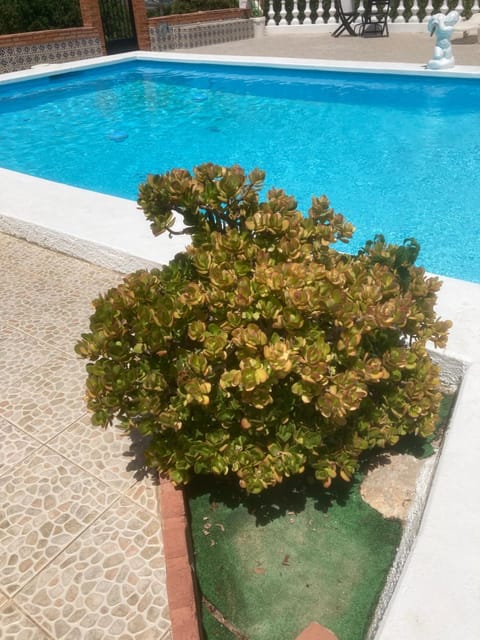 Day, Pool view, Swimming pool